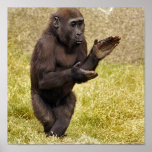 Chimpanzee Poster Print