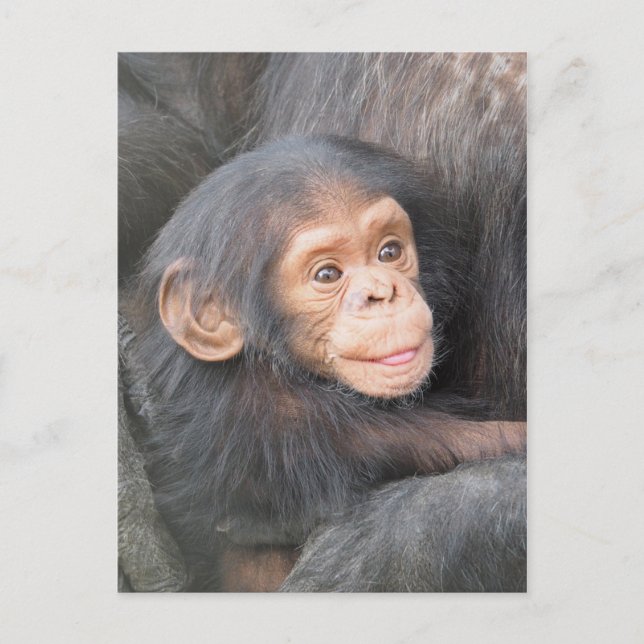 Chimpanzee Postkarte (Vorderseite)