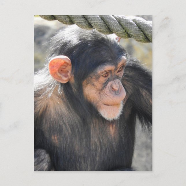 Chimpanzee Postkarte (Vorderseite)