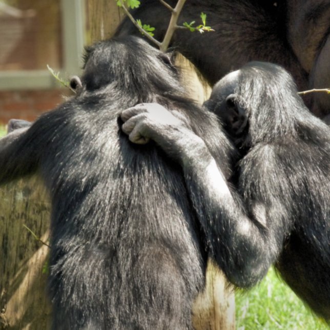 CHIMPANZEES FLIESE (Von Creator hochgeladen)