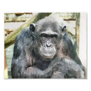 CHIMPANZEES FOTODRUCK