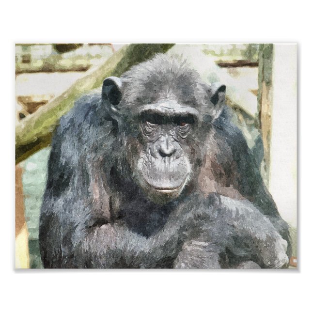 CHIMPANZEES FOTODRUCK (Vorne)