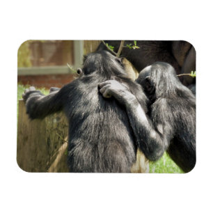 CHIMPANZEES MAGNET