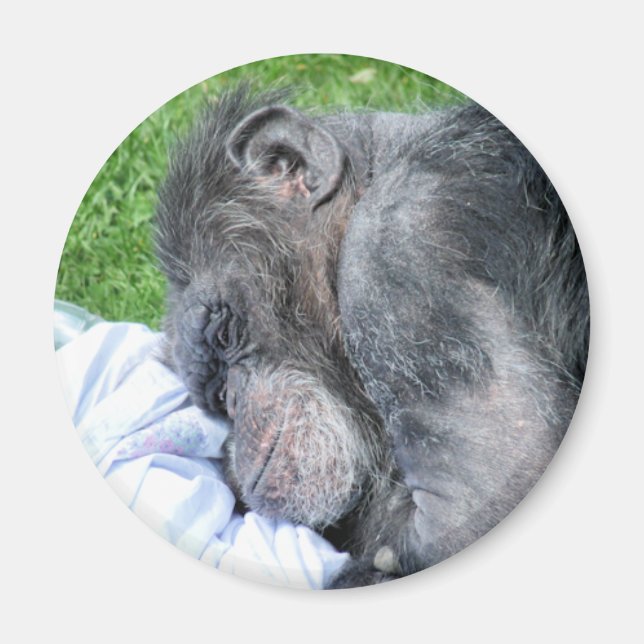 CHIMPANZEES MAGNET (Vorne)