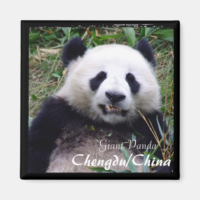China, Chengdu, Giant Panda II (Magnet) Magnet (Vorne)