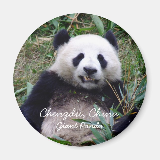 China, Chengdu, Giant Panda (Magnet) Magnet (Vorne)