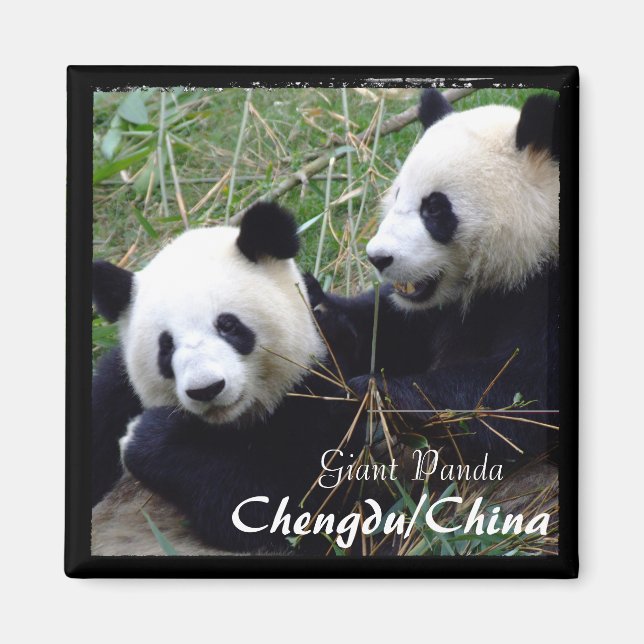 China, Chengdu, Giant Pandas (Magnet) Magnet (Vorne)