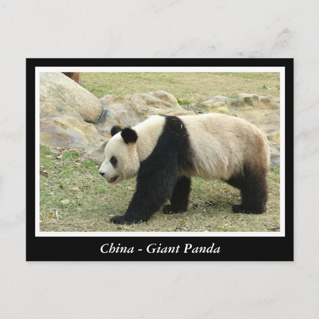 China, Großer Panda Postkarte (Vorderseite)