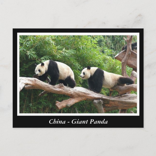 China - Großes Panda Postkarte (Vorderseite)