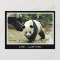 China - Großes Panda