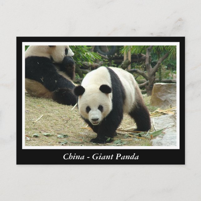 China - Großes Panda Postkarte (Vorderseite)