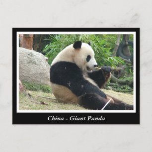 China - Großes Panda Postkarte