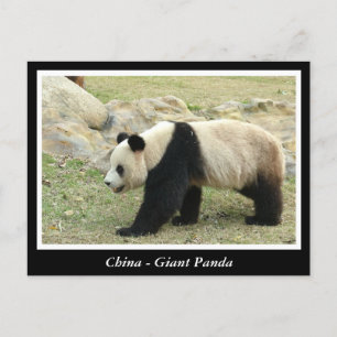 China, Großpanda Postkarte