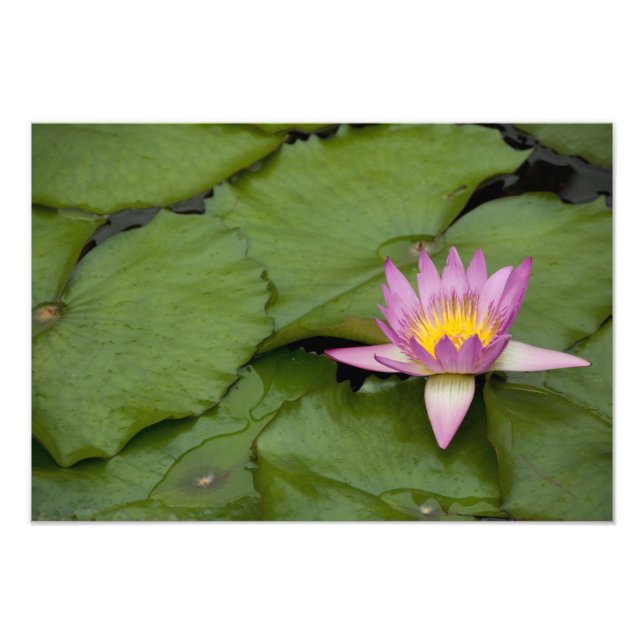 China, Hongkong, neue Gebiete. Chi Lin Fotodruck (Vorne)