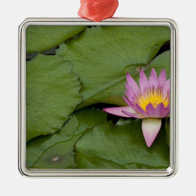 China, Hongkong, neue Gebiete. Chi Lin Silbernes Ornament (Vorne)