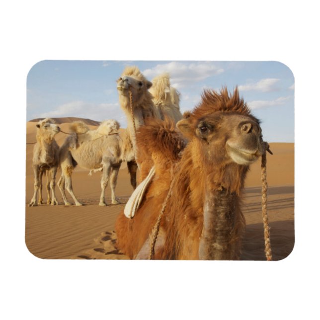 China, Innere Mongolei, Badain Jaran-Wüste 2 Magnet (Horizontal)