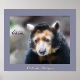 China-Osita de Anteojos Poster