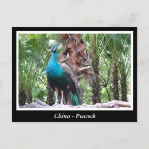 China, Pfau Postkarte