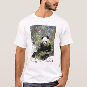 China, Provinz Sichuan. Giant Panda füttre auf T-Shirt