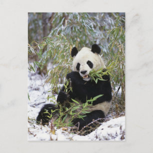China, Provinz Sichuan. Großer Panda ernährt sich  Postkarte