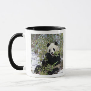 China, Provinz Sichuan. Großer Panda ernährt sich Tasse