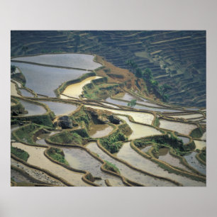 China, Provinz Yunnan. Überschwemmte Reisterrassen Poster