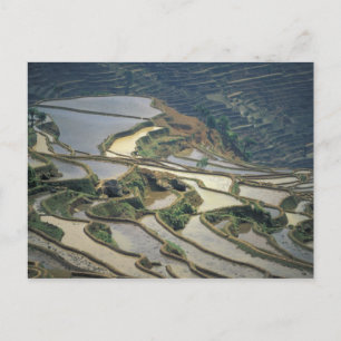 China, Provinz Yunnan. Überschwemmte Reisterrassen Postkarte