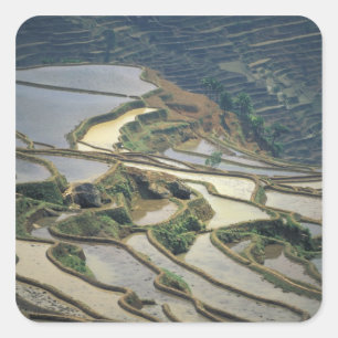 China, Provinz Yunnan. Überschwemmte Reisterrassen Quadratischer Aufkleber