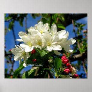 ChinaBerry-Schönheit Poster