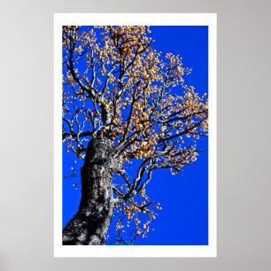 Chinaberry Tree gegen Azure Sky Poster
