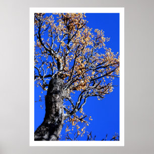 Chinaberry Tree Poster