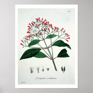 Chinarindenbaum von "Phytographie Medicale" durch Poster