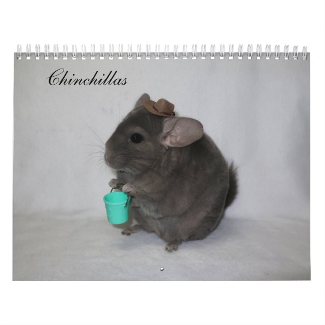 Chinchilla Calendar Kalender (Titelbild)