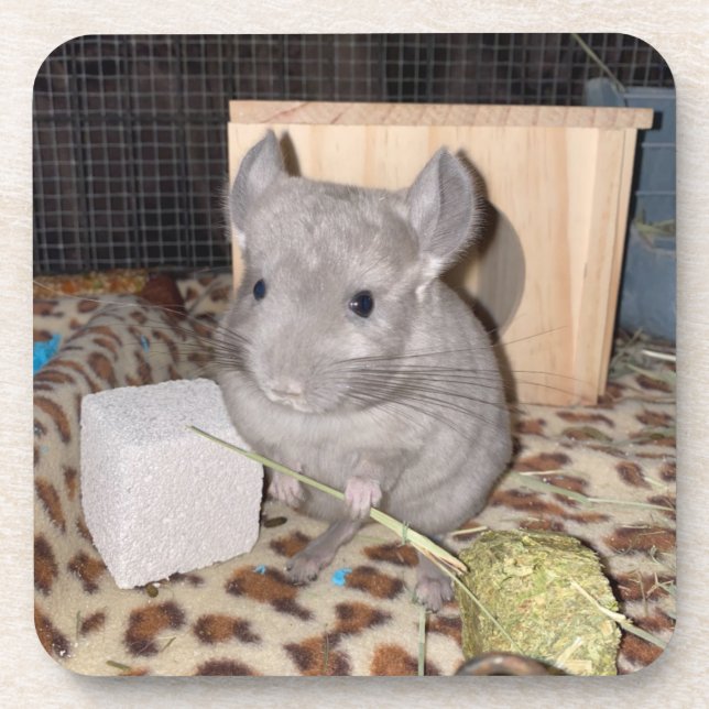 Chinchilla Getränkeuntersetzer (Vorderseite)