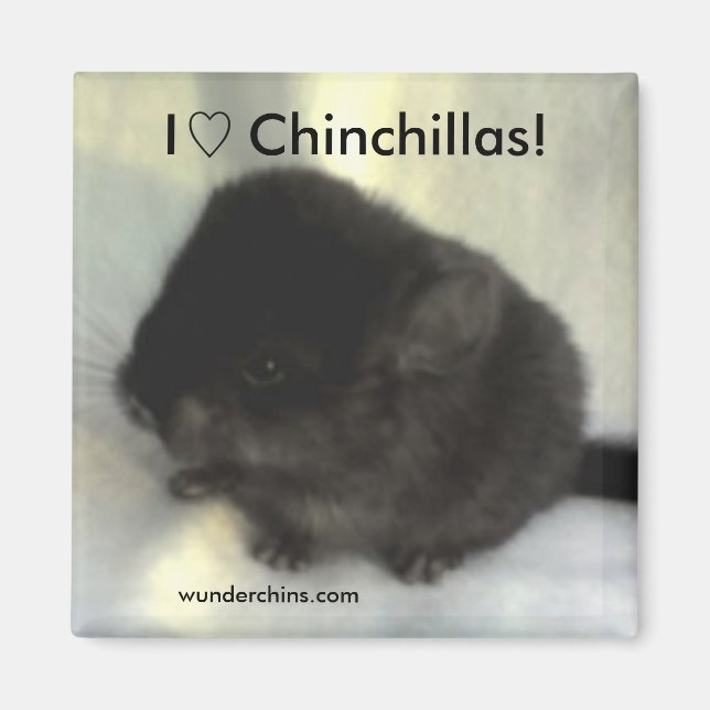 Chinchilla Liebe Magnet (Vorne)