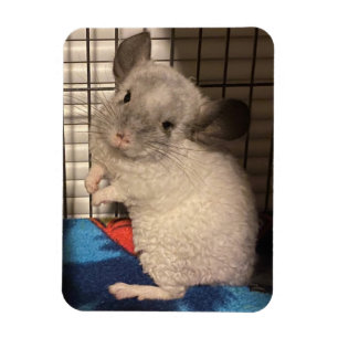 Chinchilla Magnet