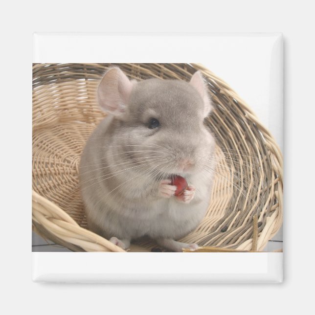 Chinchilla Magnet (Vorne)