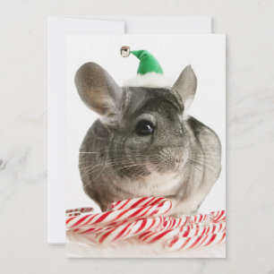 Chinchilla mit Bonbons
