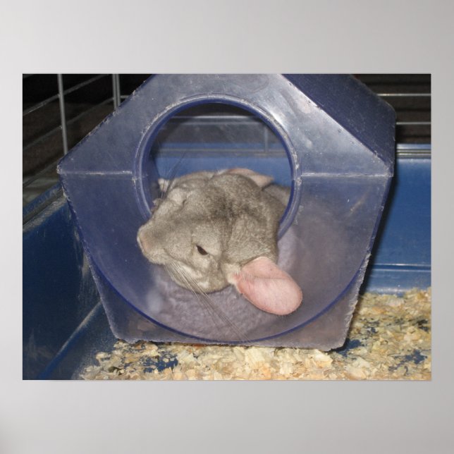 Chinchilla Mom holt ein paar Zzzz's Poster (Vorne)