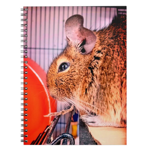 Chinchilla Notizblock (Vorderseite)