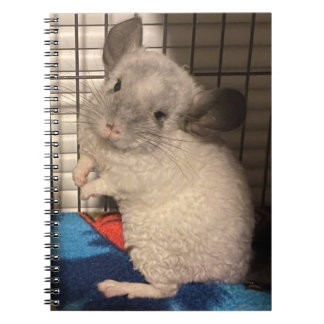 Chinchilla Notizblock