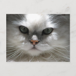 Chinchilla Persian Cat Postkarte