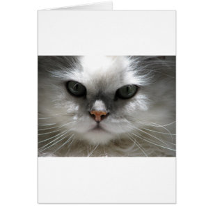 Chinchilla-persische Katze