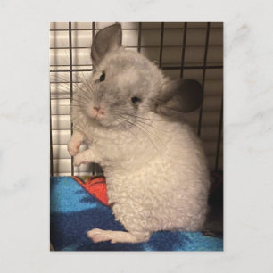 Chinchilla-Postkarte Postkarte