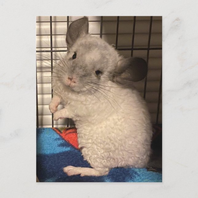 Chinchilla-Postkarte Postkarte (Vorderseite)