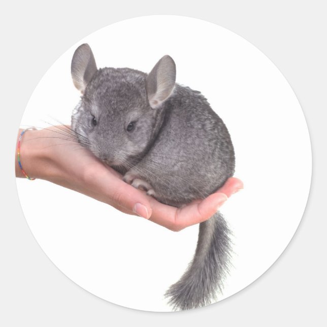 Chinchilla Runder Aufkleber (Vorderseite)