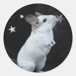 Chinchilla Star Runder Aufkleber