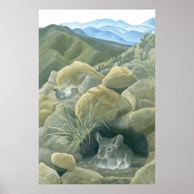 Chinchillas im Wilden Poster (Vorne)