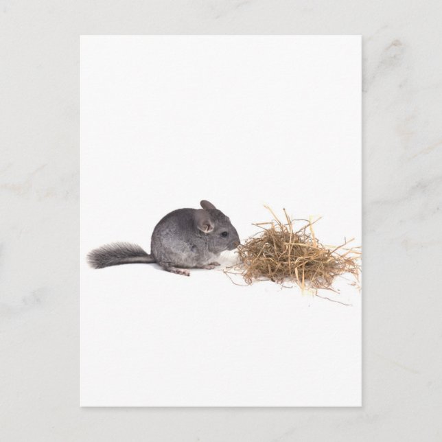 Chinchillas Postkarte (Vorderseite)
