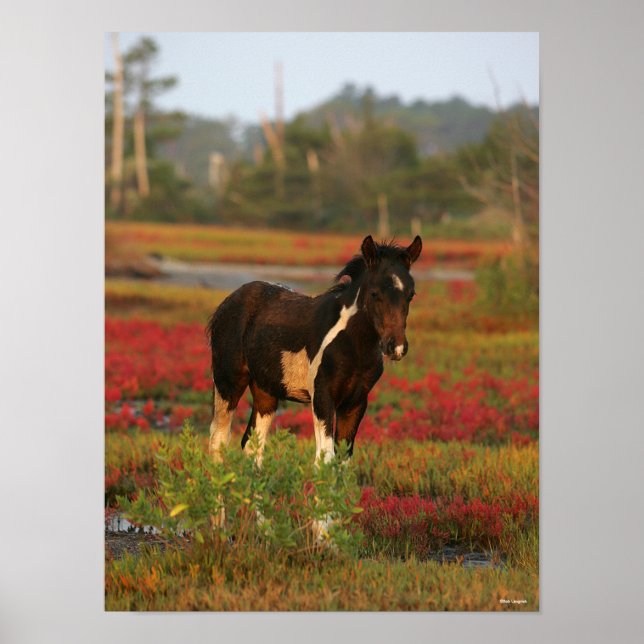 Chincoteague Foal Stehend in roten Blume Poster (Vorne)